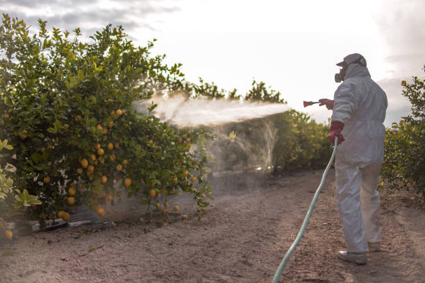 Best Bed Bug Extermination  in River Road, NC