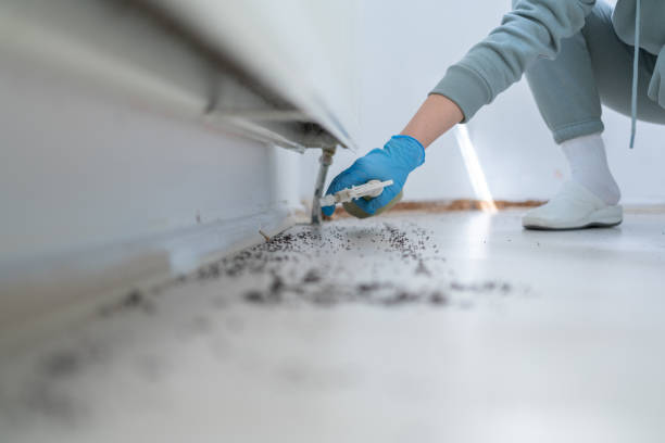 Best Affordable Pest Control Services  in River Road, NC